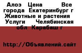 Алоэ › Цена ­ 150 - Все города, Екатеринбург г. Животные и растения » Услуги   . Челябинская обл.,Карабаш г.